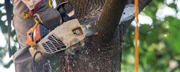 Best Tree Cabling and Bracing  in Eagle, ID