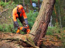 Best Lawn Renovation and Restoration  in Eagle, ID