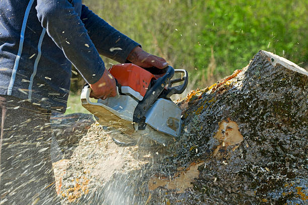 Best Tree and Shrub Care  in Eagle, ID